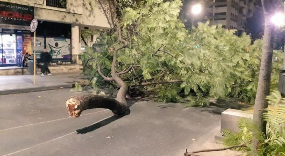 Destrozos y barrios sin luz por el viento: dónde llamar ante una emergencia