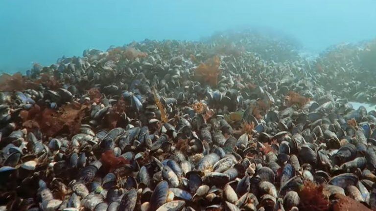 En el fondo del Canal Beagle, existe un ecosistema muy variado y desconocido para muchos.