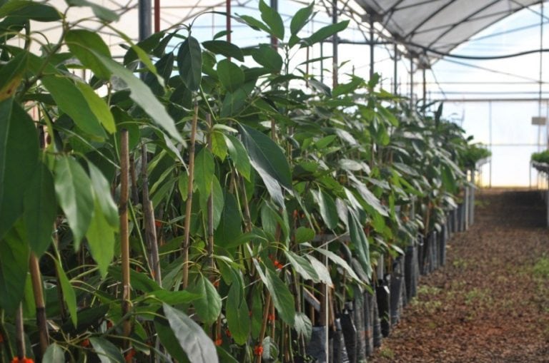 Plantas de palta Haas, una de las de mayor calidad en el mundo, según expertos del Ministerio del Agro y la Producción de Misiones.