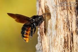 Abeja carpintera, Xylocopa augusti, hembra (web)