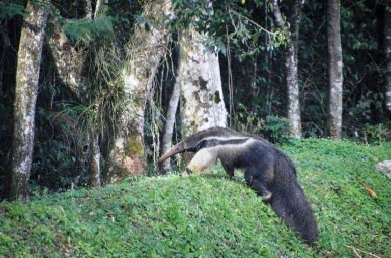 Tamanduá Bandera. El ejemplar vuelve a su hábitat selvático luego de una travesura en uno de los caminos de acceso al Parque Nacional do  Iguaçu. (Misiones Online)