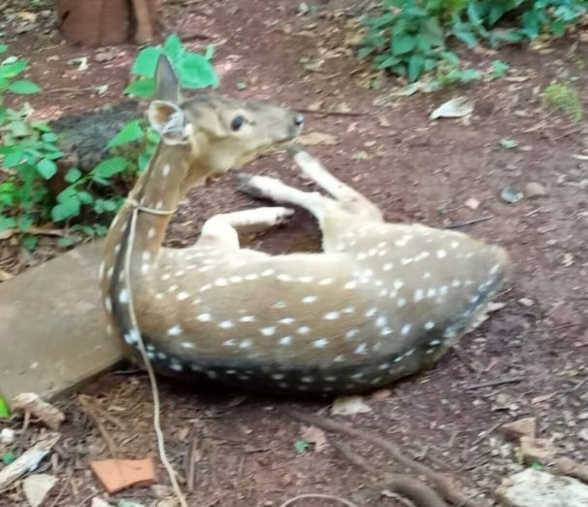 Ecología rescató un ciervo que apareció en Oberá