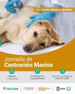 El viernes se realizara una jornada de castración masiva donde participaran profesionales de la ciudad de ushuaia