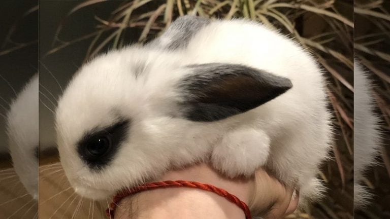 Un nene compro un conejo a escondidas y se arrepintió con una tierna carta a sus padres