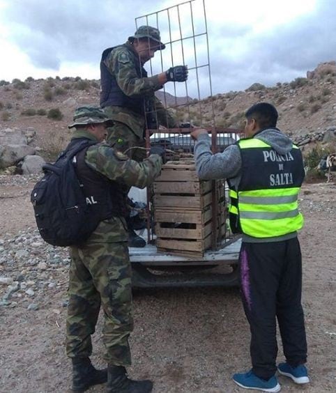 Rescataron un pumita que estaba encadenado a un árbol