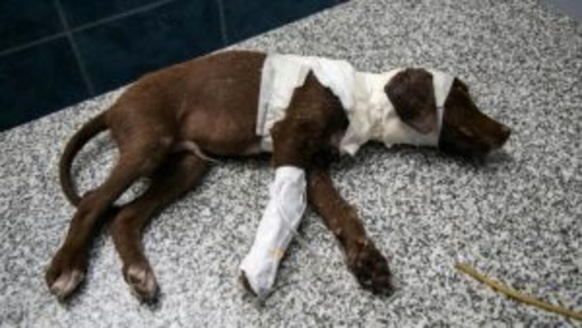 Murió Chocolate, el perrito que había sido despellejado vivo en San Francisco
