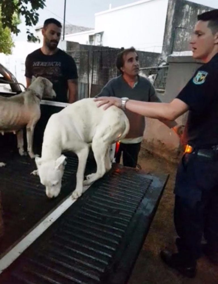 Maltrato animal en San Luis.