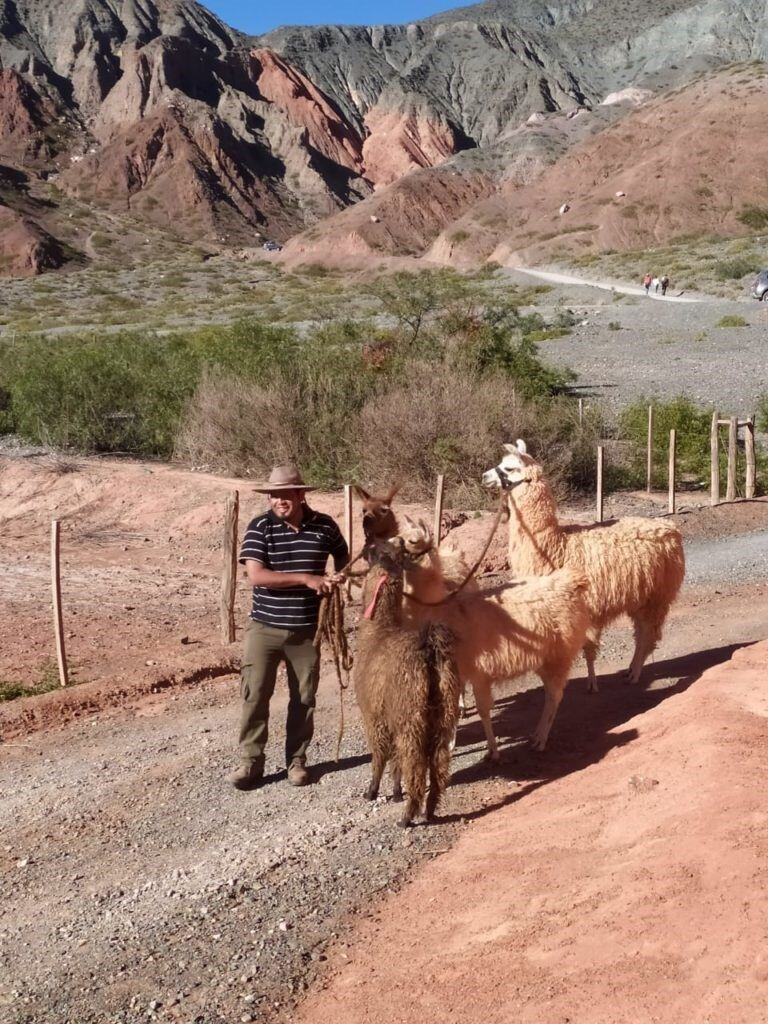 También Purmamarca es posible tomar contacto con la vida rural y en particular con las llamas.