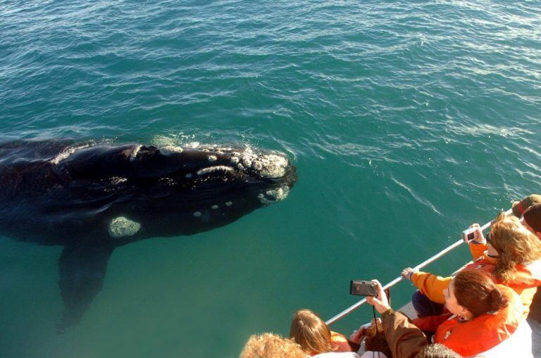 Avistaje de ballenas