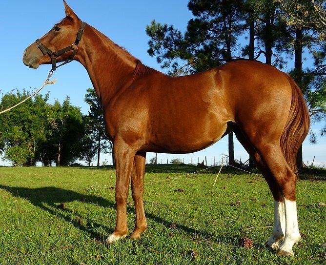 Cría de caballos pura sangre en Fachinal, Misiones