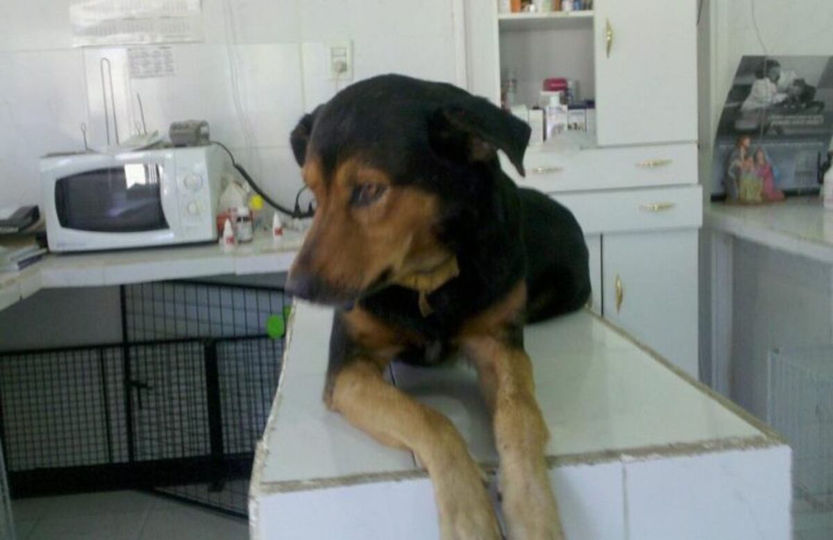 Un famoso perro santafesino cumplió 15, le hizo un asado y se hizo viral