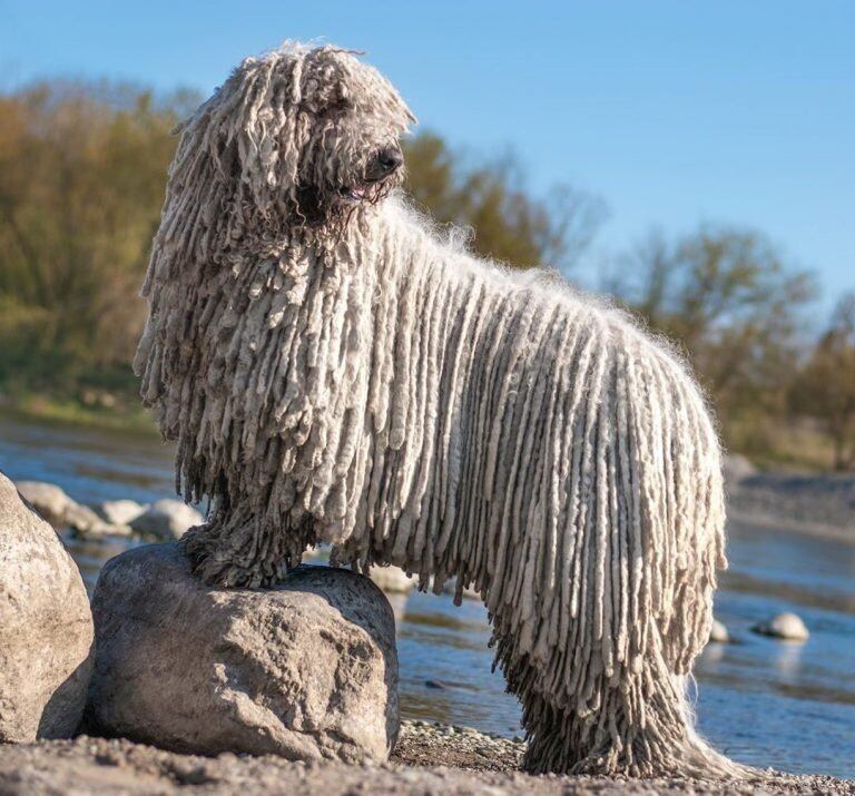 Hanga, el perro Komondor  que ama nadar (Instagram)