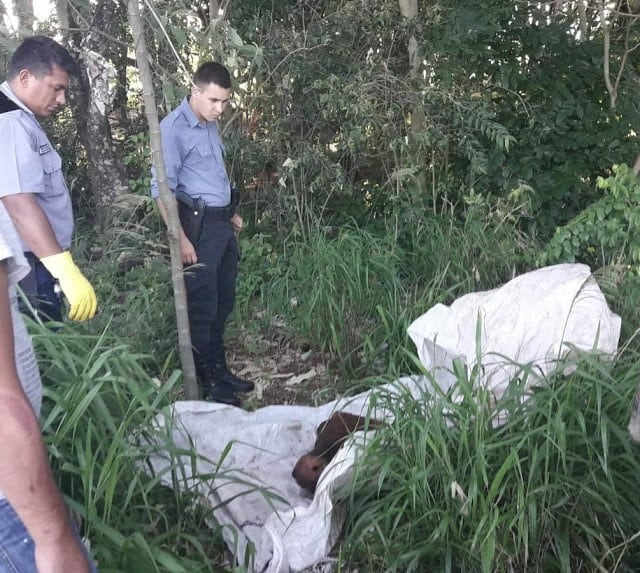 Robo de vacas en San Vicente.