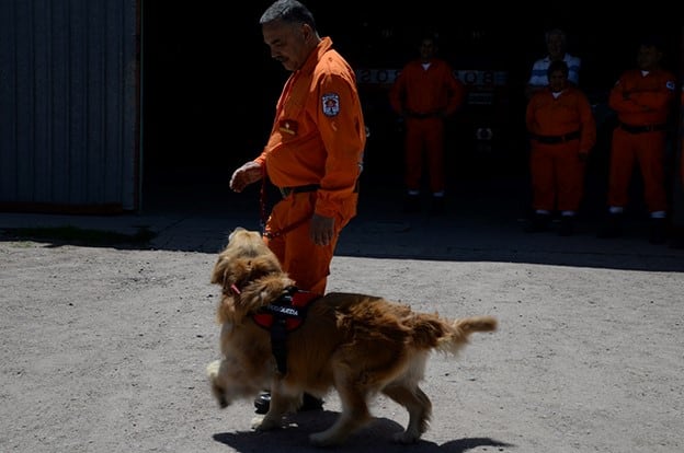 Perros que participan en la búsqueda de un joven en Chubut.