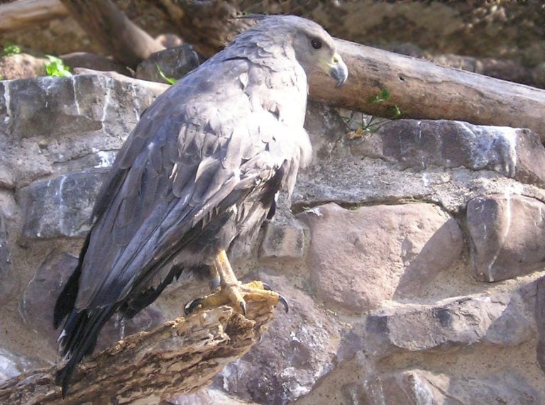 Águila Coronada