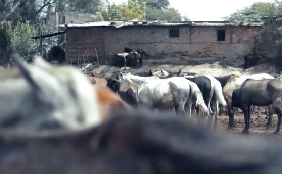 Los caballos en el predio.