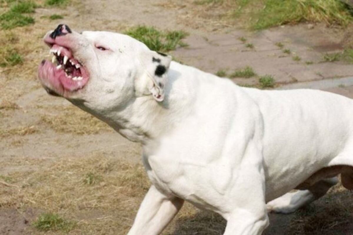 La Fiscalía evalúa imputar al dueño del dogo que atacó en Malagueño