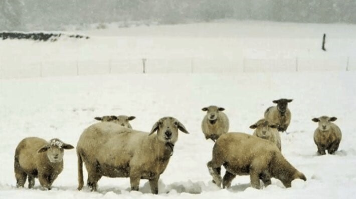 Intensas nevadas y temperaturas bajo cero extremas pusieron en estado crítico el campo patagónico.