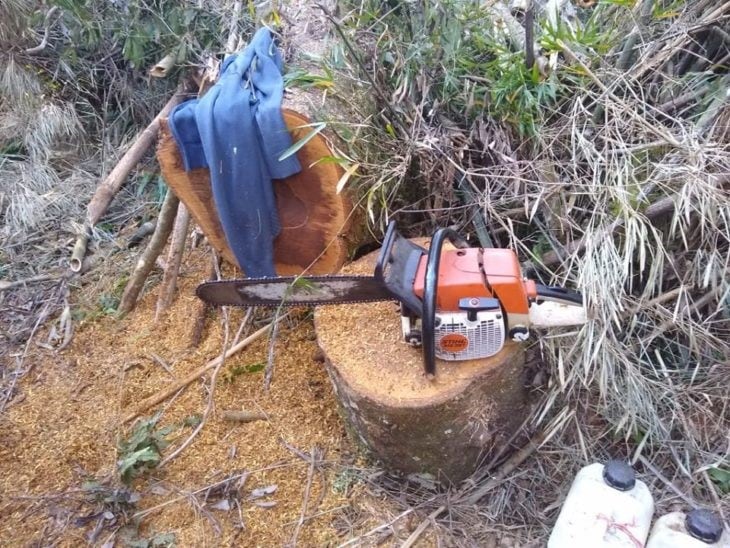 Ecología labró 60 actas a más de 40 personas por apeo ilegal de especies nativas en Pozo Azul