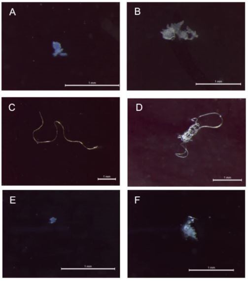 Ejemplo de microplásticos aislados de excrementos de pingüinos y analizados con u -FTIR. ( A ) fragmento de poliéster azul; ( B ) película de polietileno transparente; ( C ) Fibra de poliacrilonitrilo transparente ( D ) Fibras de poliéster mezcladas; ( E ) Fragmento de poliacrilato azul y ( F ) Película de rayón transparente. Barras de escala = 1 mm. (Para la interpretación de las referencias al color en esta leyenda de la figura, se remite al lector a la versión web de este artículo).