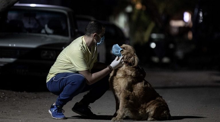 Coronavirus: por qué los veterinarios aconsejan no ponerle barbijo a las mascotas (Foto: Omar Zoheiry/DPA)