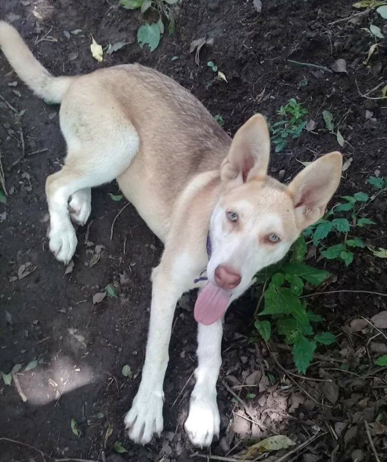 Blue, la mascota que no pudo sobrevivir a las explosiones de la noche de Navidad, en el Barrio Obrero.