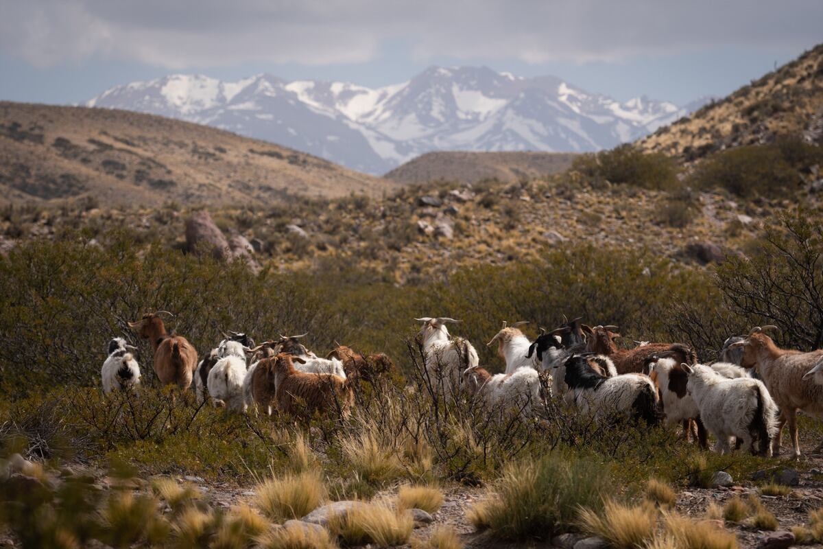 Puesteros de San Carlos, Crisis Hídrica. 
Familias que viven en la zona de La Jaula en el departamento de San Carlos al pie de la Cordillera de Los Andes, están viviendo una profunda sequía. Sin lluvia y sin nieve no pueden criar chivos y ganado que es su principal fuente de ingreso, a esto se le suma el cuatrerismo y robo de animales del cual son víctimas en los últimos años.
Puesto Arroyo Hondo. 

Foto: Ignacio Blanco / Los Andes