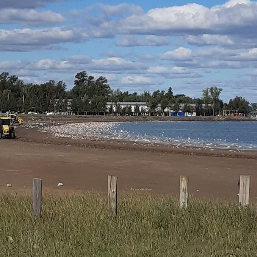 Aparecieron miles de peces muertos en la Laguna de Gómez en Junín