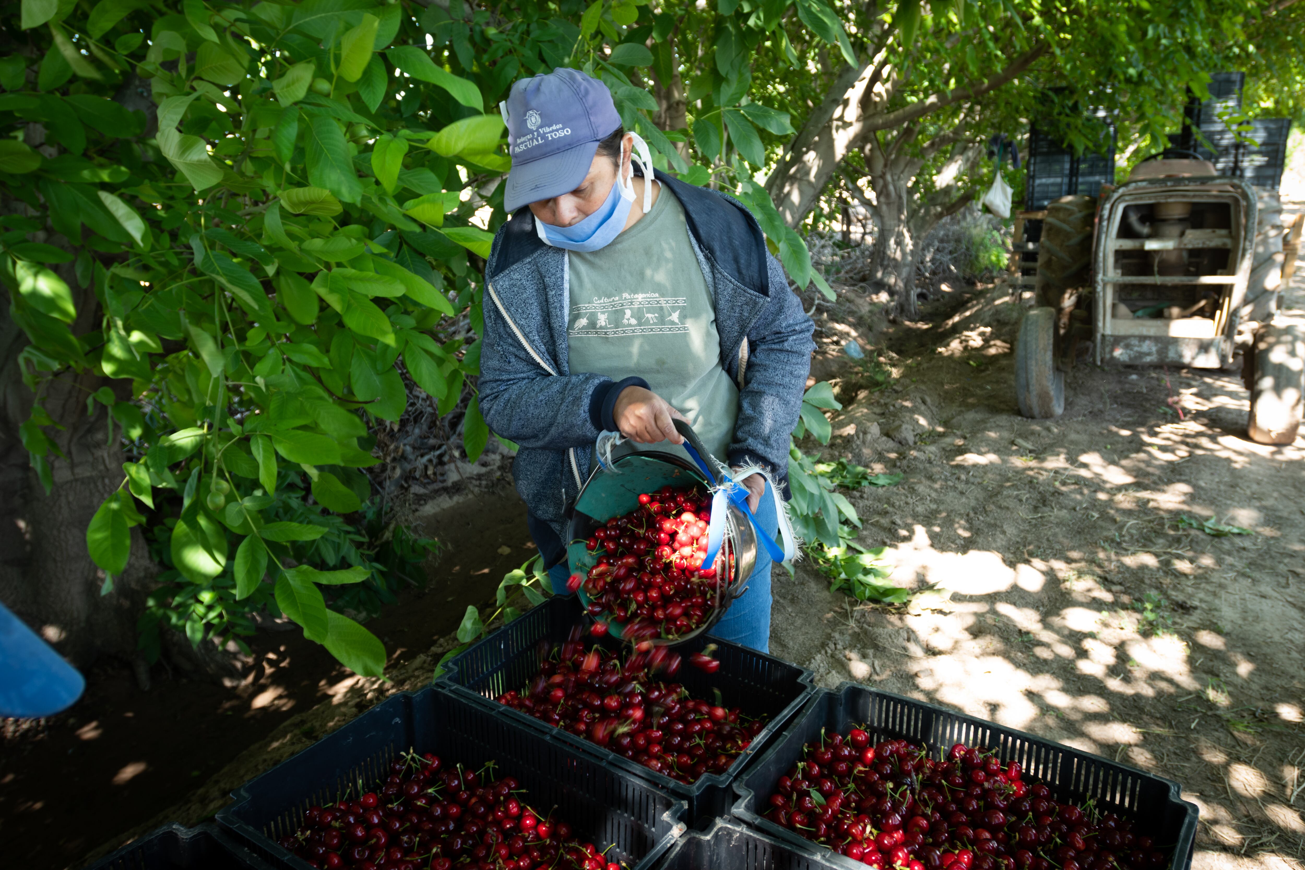 Mendoza 19 de noviembre 2020 Sociedad

Cosecha de cerezas en una finca de Perdriel, Lujan de Cuyo.

Foto: Ignacio Blanco / Los Andes
