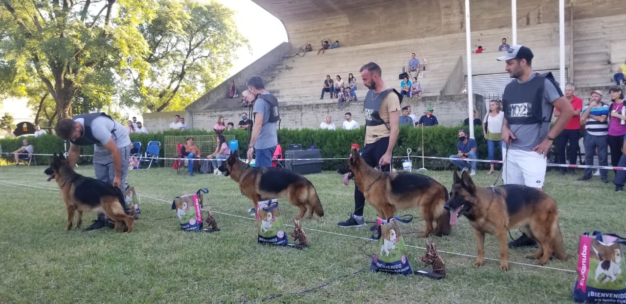 Campeonato Ovejero Alemán