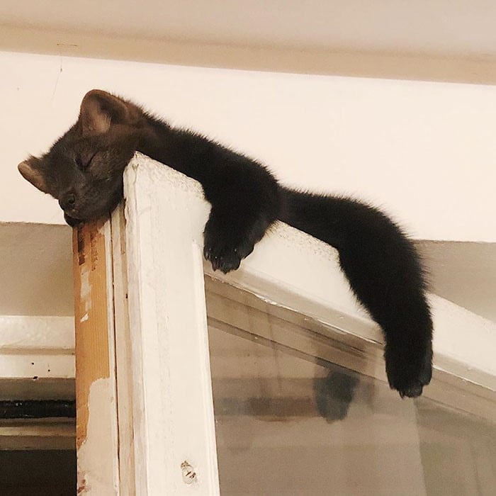 El mamífero fue rescatado de una granja en Rusia. (Instagram/@russian_sable)