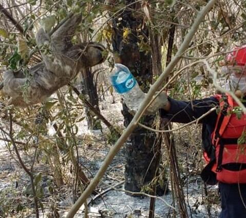 Un oportuno sorbo de agua le alcanzó uno de los bomberos jujeños al oso perezoso que pudo escapar del fuego.