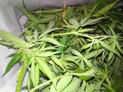 Marihuana incautada. (Policía de Salta)