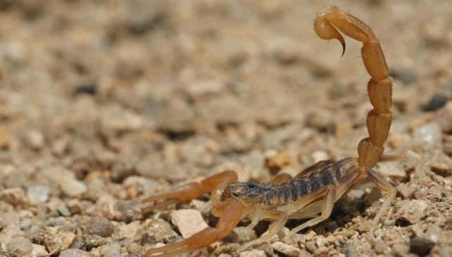 Los alacranes son más agresivos que en otros años.