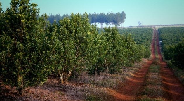 Ruta de la yerba mate