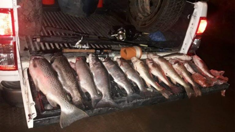 Las truchas eran de distinta especie. Su pesca está prohibida en Neuquén (lmneuquén).