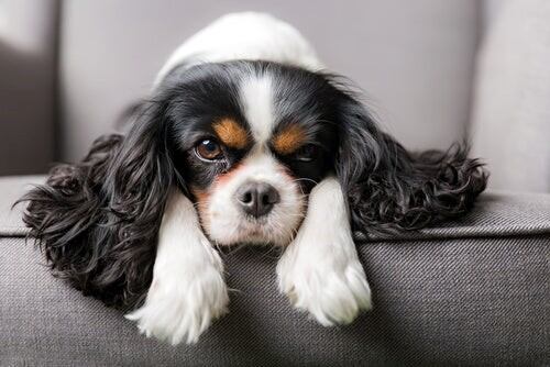 Cavalier king.