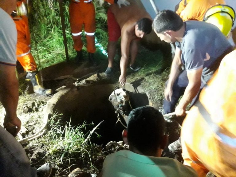 Rescate de caballo Bomberos Voluntarios de Arroyito