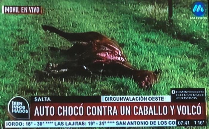 Accidente en Circunvalación Oeste por animales sueltos, Salta. (Web)