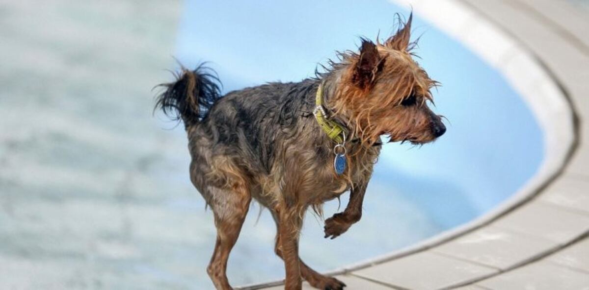 Acusaron a un hombre de matar a su perro por hacer sus necesidades en la casa