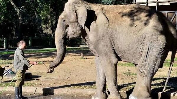 Pelusa, elefante del zoo de La Plata.