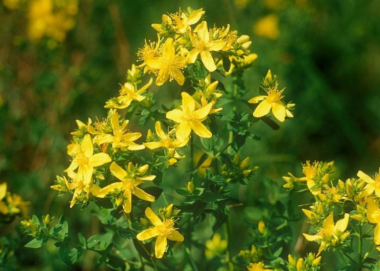 Hypericum Perforatum