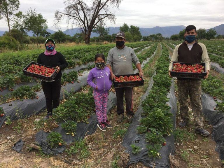 Las mejores frutillas provienen de una huerta del Valle de Lerma (El Tribuno)