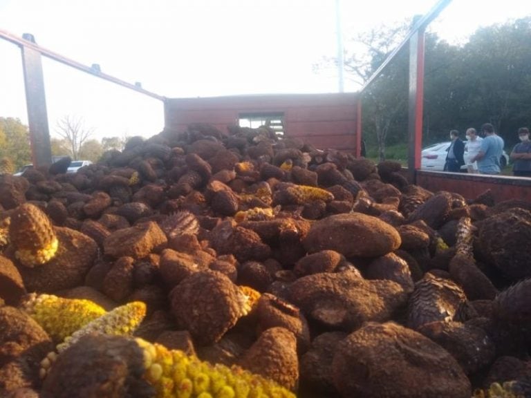 Se logró la recuperación de 3.500 kilos de la hermosa "flor de piedra" una especie típica de MIsiones.