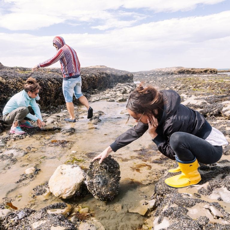 Se invita a descubrir singulares especies y sus adaptaciones, en un sector que cambia con las mareas, ubicado en la restinga en la margen sur de la playa sobre la base del cerro Punta Marqués.