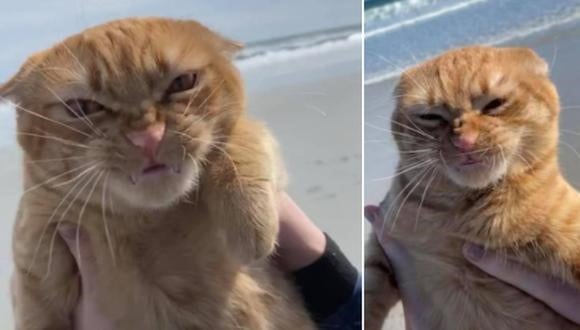 Un gato conoce la playa y muestran su reacción en las redes sociales (Facebook)