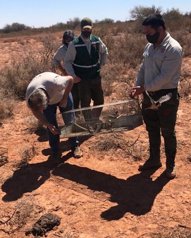 Las aves fueron rescatadas en operativos de Ambiente.