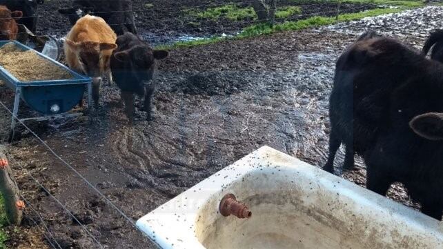 Es dramática la situación en tambos entrerrianos tras las intensas lluvias