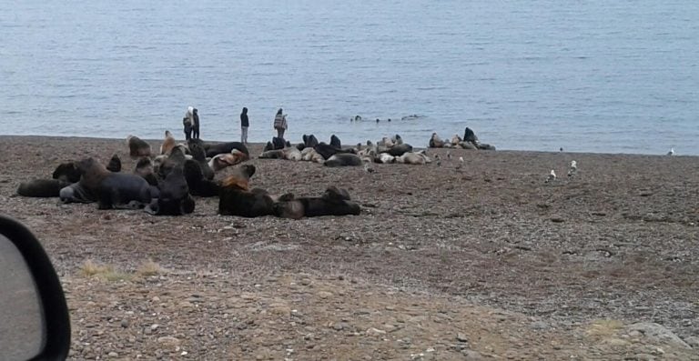 colonia de lobos marinos