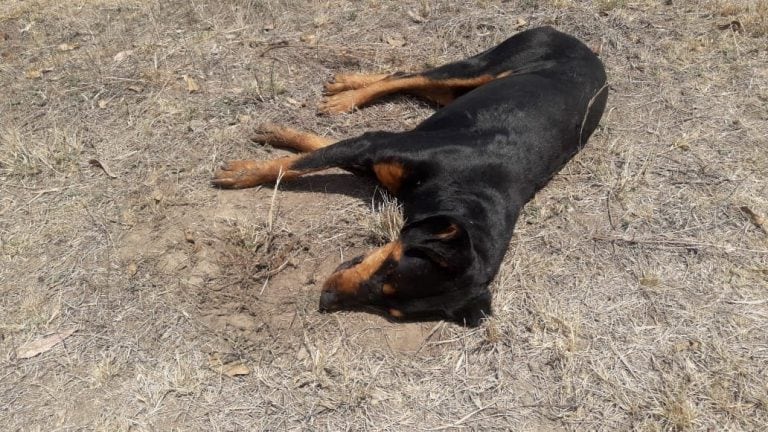 Perros envenenados en San Luis.